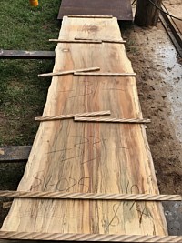 Sycamore